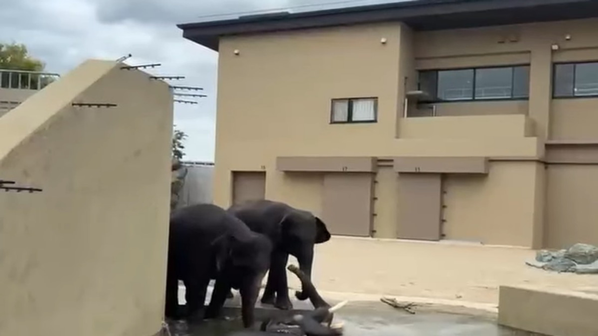 Malaysian Elephants Thrive at Japan's Tennoji Zoo, Says Taiping Council