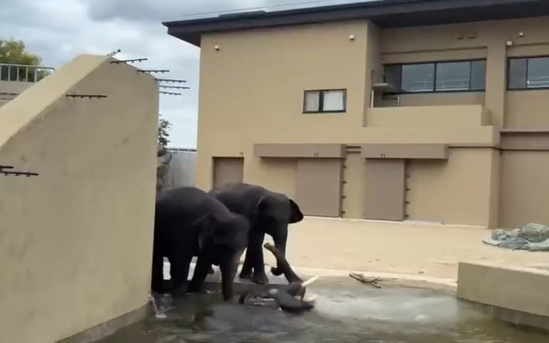 Malaysian Elephants Thrive at Japan's Tennoji Zoo, Says Taiping Council