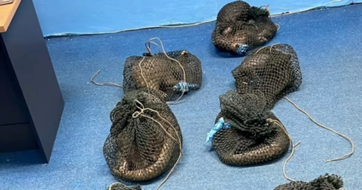Filipino man arrested with 10 live pangolins and elephant tusk in Sabah wildlife raid