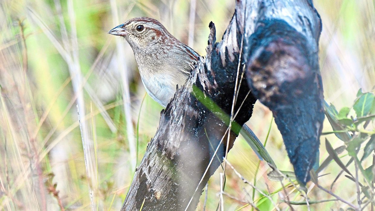 How Environmental Acoustics Shape Bird Communication in South Florida