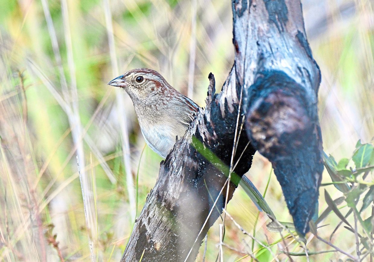 How Environmental Acoustics Shape Bird Communication in South Florida
