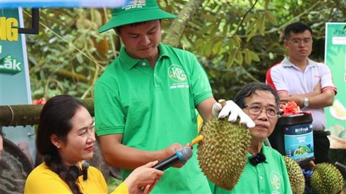 Vietnam's Durian Export Surge Exposes Certification System Flaws