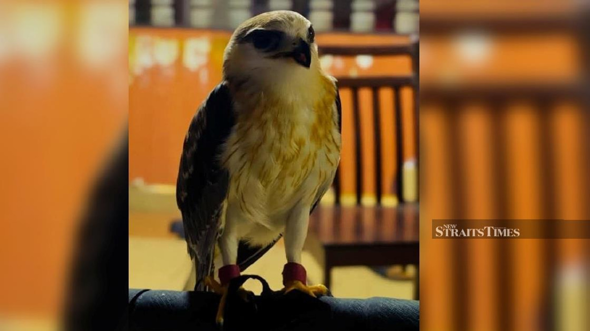 Man arrested after police uncover RM100,000 protected bird kept illegally in Kapar home