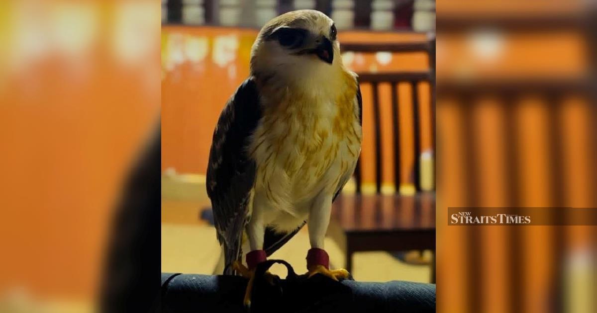 Man arrested after police uncover RM100,000 protected bird kept illegally in Kapar home