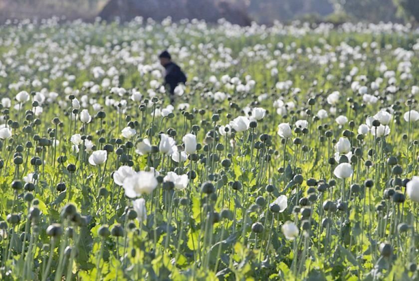 Myanmar police bust major drug trafficking operations, seizing 17.6kg heroin and million stimulant pills