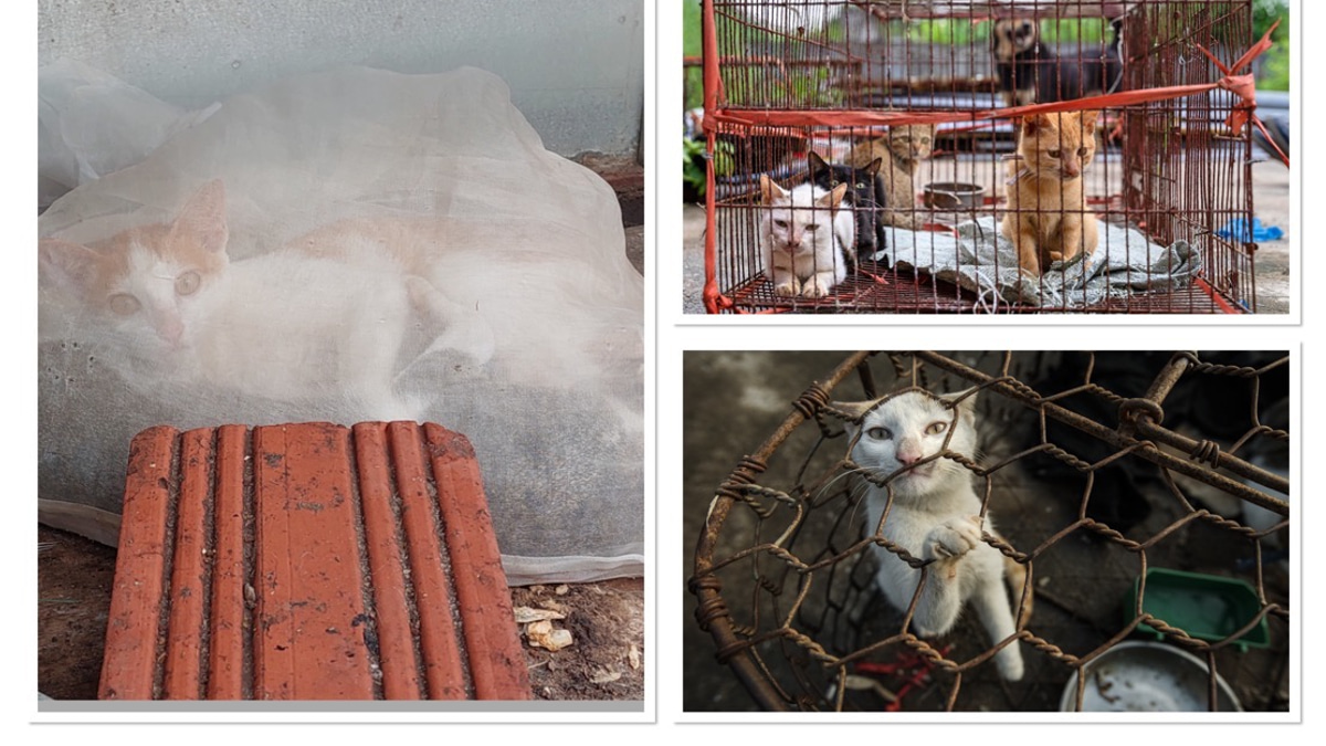 Superstition Drives Brutal Cat Meat Trade Across Indochina Despite Widespread Public Opposition