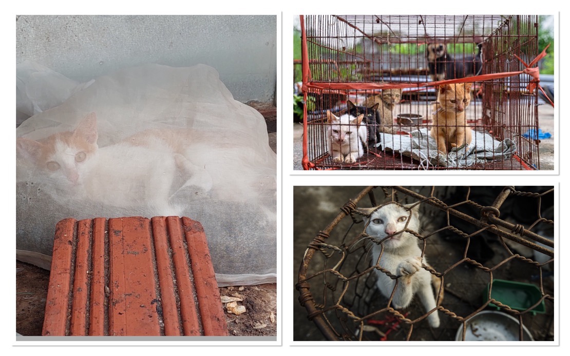 Superstition Drives Brutal Cat Meat Trade Across Indochina Despite Widespread Public Opposition