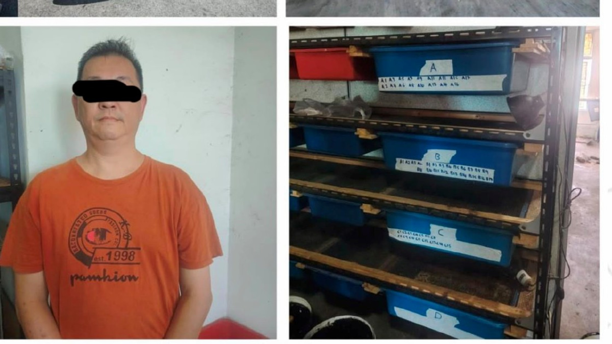 Man arrested and 89 protected turtles seized in Kedah wildlife enforcement operation