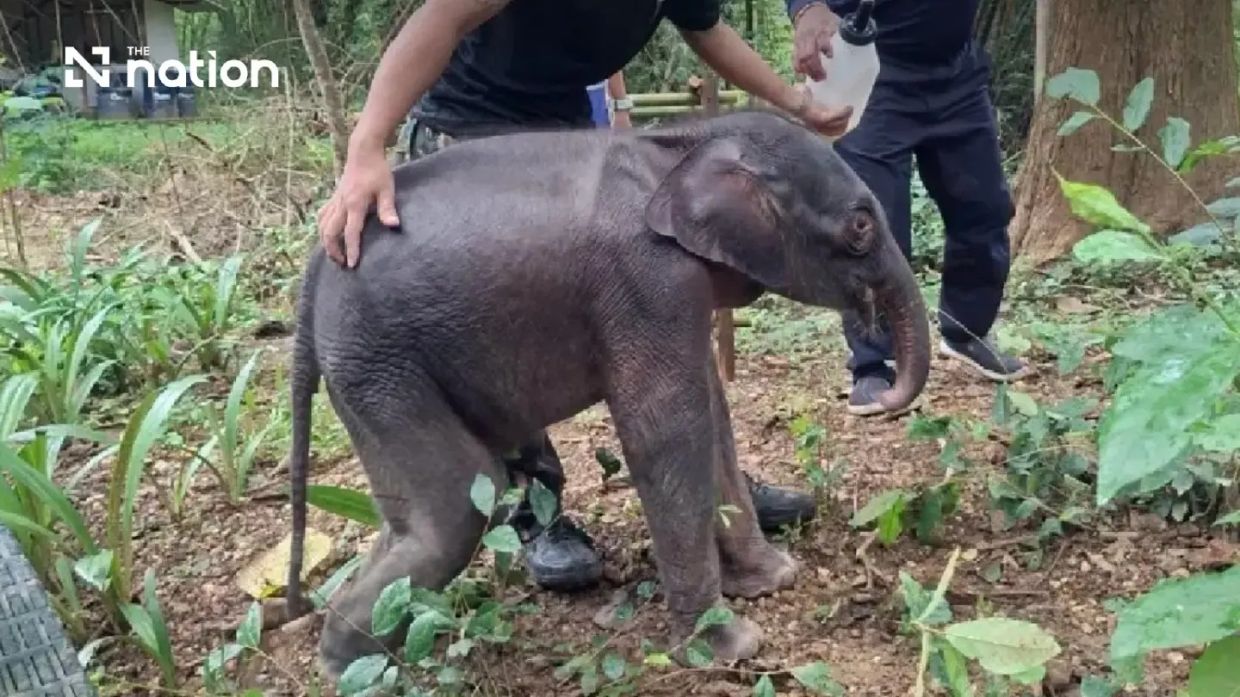 Critical fight to save abandoned elephant calf in Thailand sparks urgent conservation response