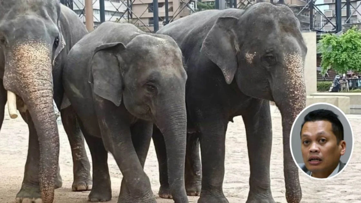 Nik Nazmi Dismisses Allegations of Involvement in Questionable Elephant Transfer Deal