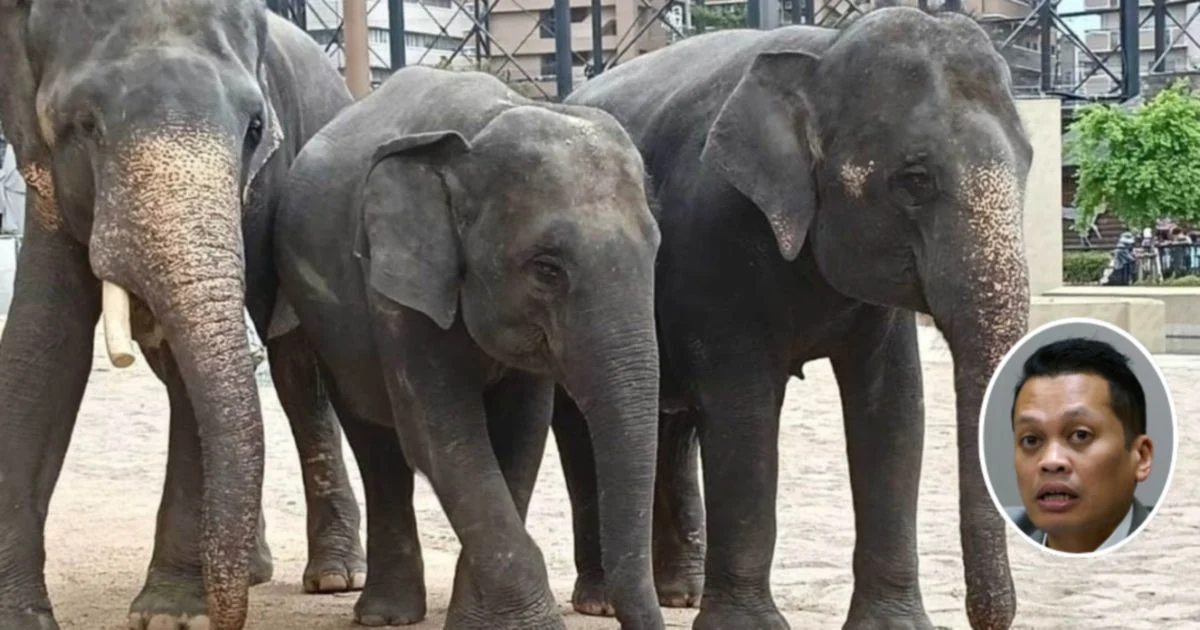 Nik Nazmi Dismisses Allegations of Involvement in Questionable Elephant Transfer Deal