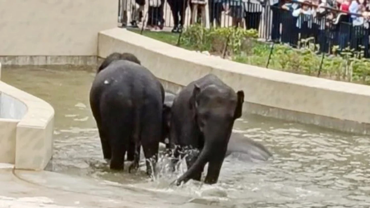 MACC's Elephant Transfer Inquiry Confined to Documentary Review