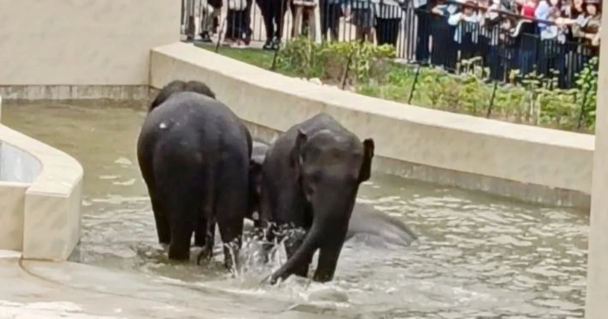 MACC's Elephant Transfer Inquiry Confined to Documentary Review