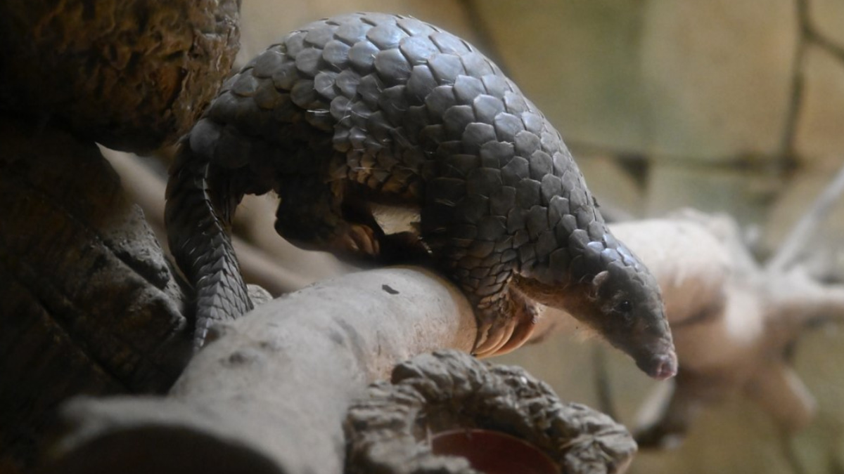 Indonesia Busts Suspected Pangolin Trafficker in Push Against International Wildlife Crime Network