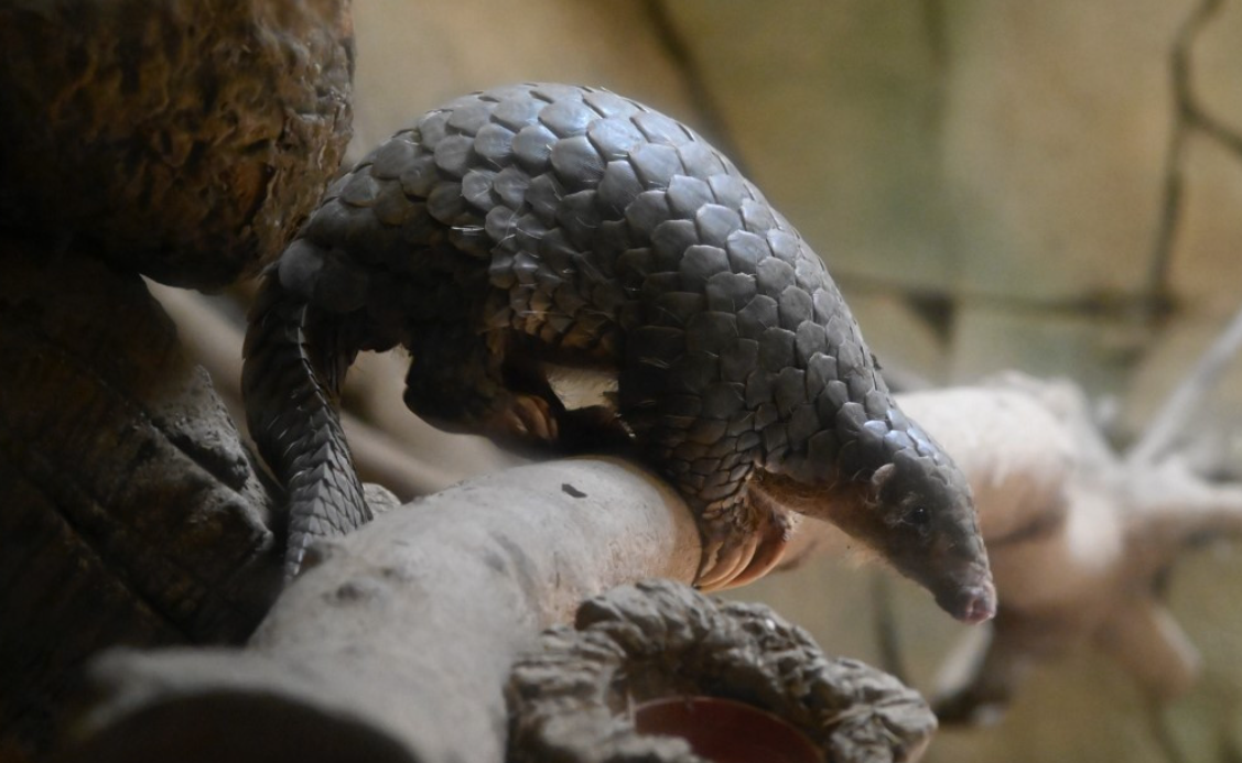 Indonesia Busts Suspected Pangolin Trafficker in Push Against International Wildlife Crime Network