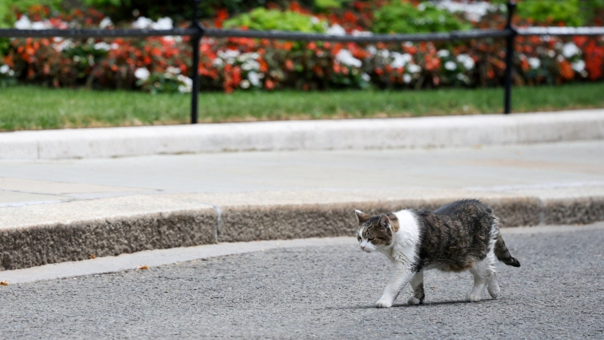 Larry the Cat Outlasts Six British Prime Ministers at 10 Downing Street
