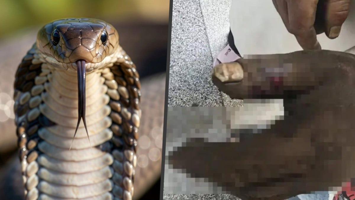 Wife's TV-inspired rescue attempt backfires as both poisoned by cobra bite in China