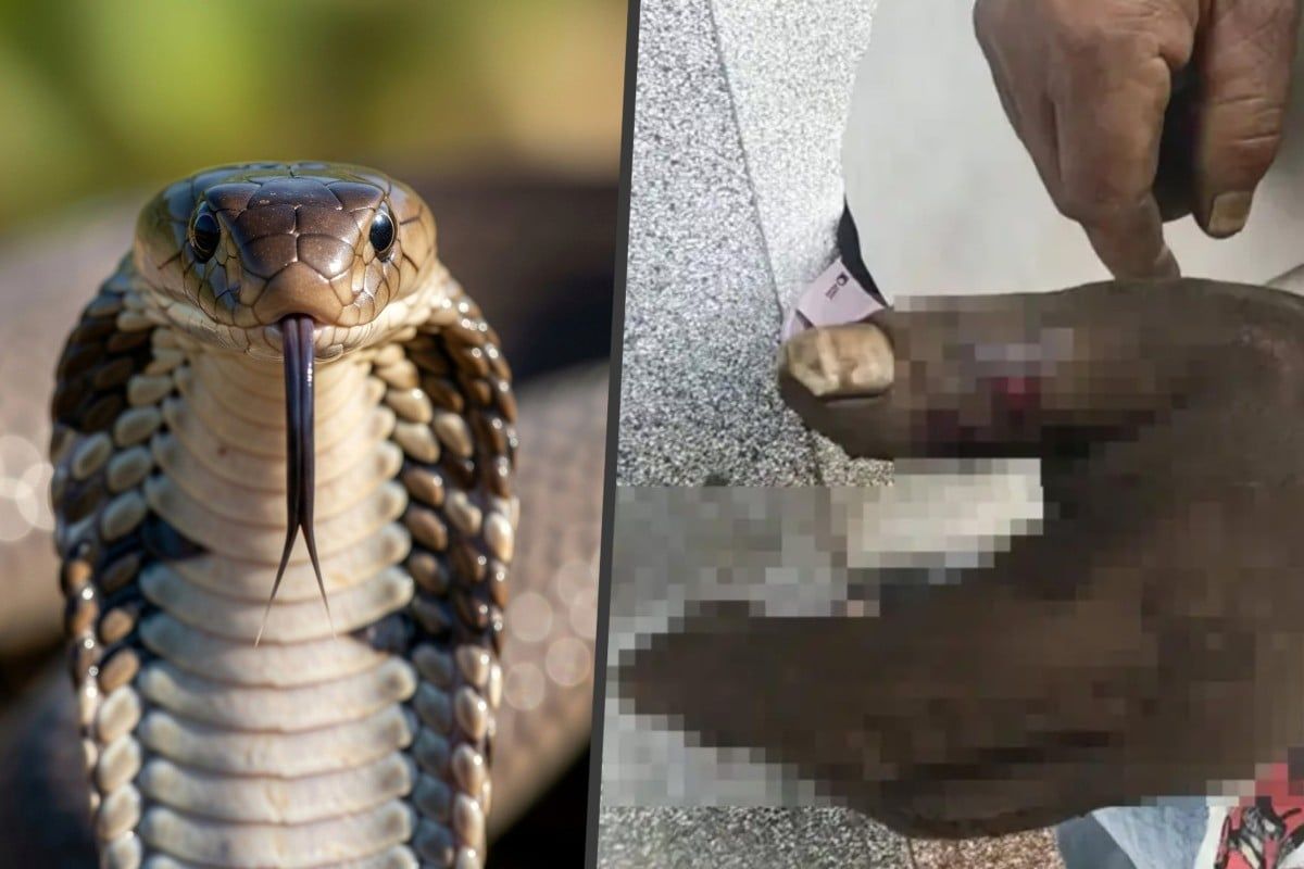 Wife's TV-inspired rescue attempt backfires as both poisoned by cobra bite in China