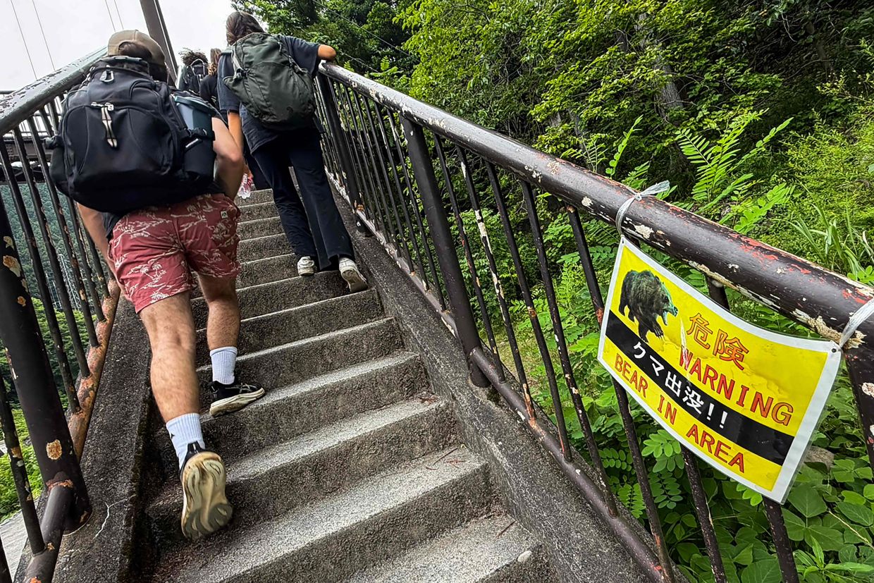 Japan deploys hundreds of cameras to track surging bear attacks in mountain regions