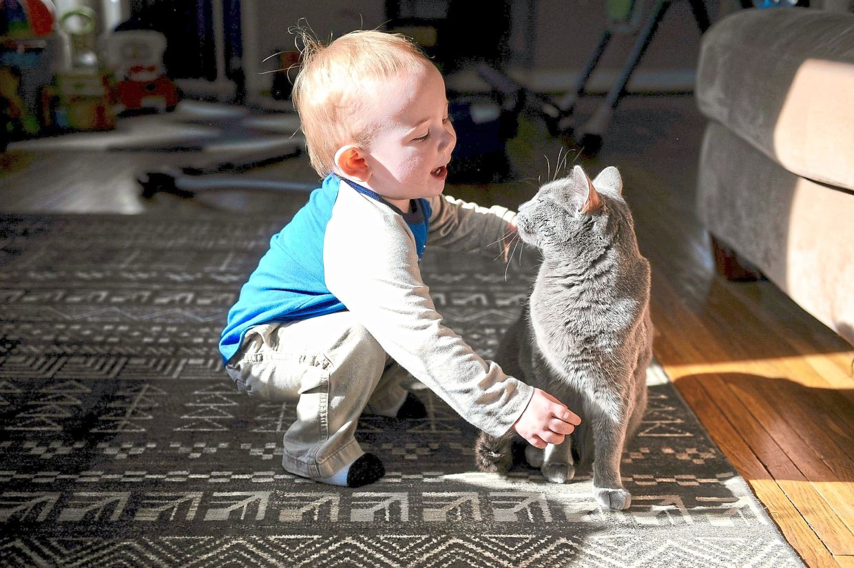 Swedish study finds living with cats does not worsen childhood asthma