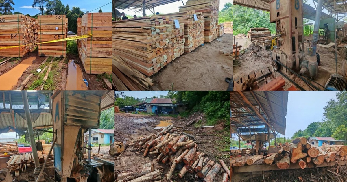 Unlicensed Sawmill Bust Yields RM600,000 Haul in Kelantan Timber Crackdown