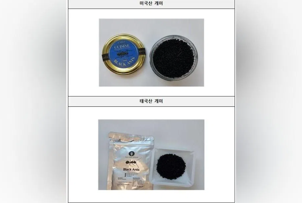 South Korean Michelin-starred chef faces prison for serving unapproved black ants on sorbet