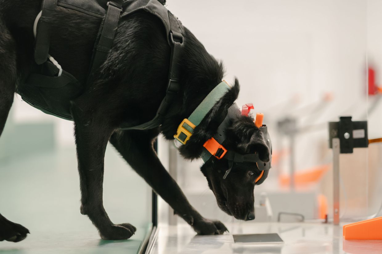 Indian startup harnesses cancer-detecting dogs and AI to democratise early screening