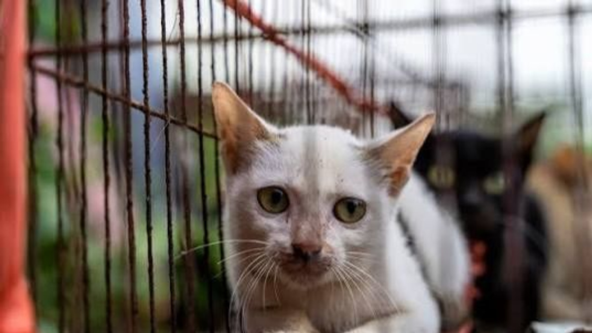 Vietnamese Police Dismantle Cat-Trafficking Ring, Reunite 40 Pets with Owners