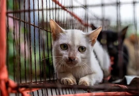 Vietnamese Police Dismantle Cat-Trafficking Ring, Reunite 40 Pets with Owners