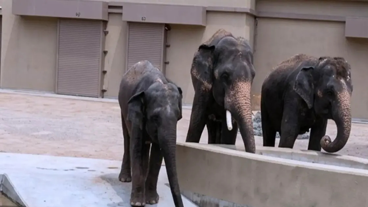 Alleged RM50 Million in Undisclosed Payments Linked to Elephant Transfers to Japan