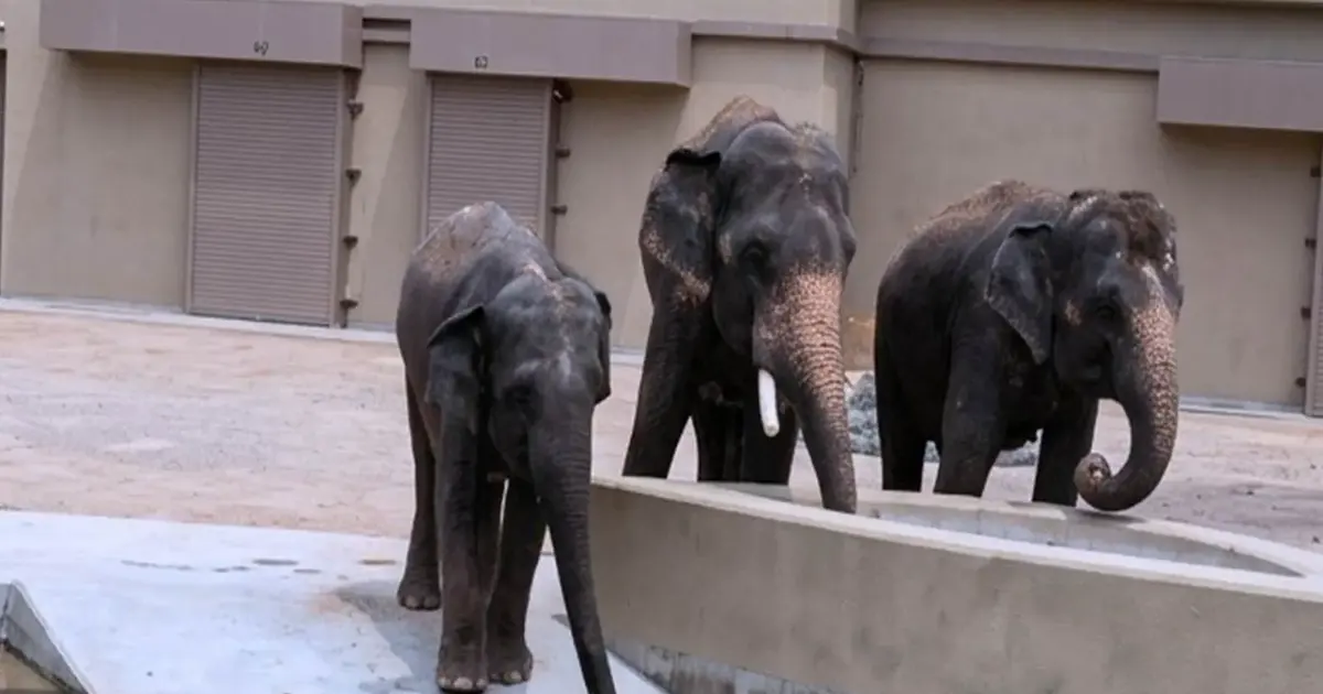 Alleged RM50 Million in Undisclosed Payments Linked to Elephant Transfers to Japan