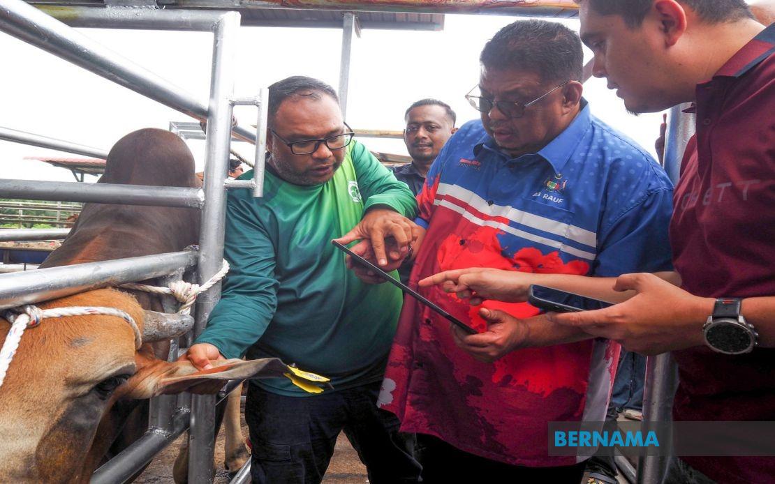 Melaka Deploys QR Code Tags to Track Livestock and Curb Stray Animal Incidents