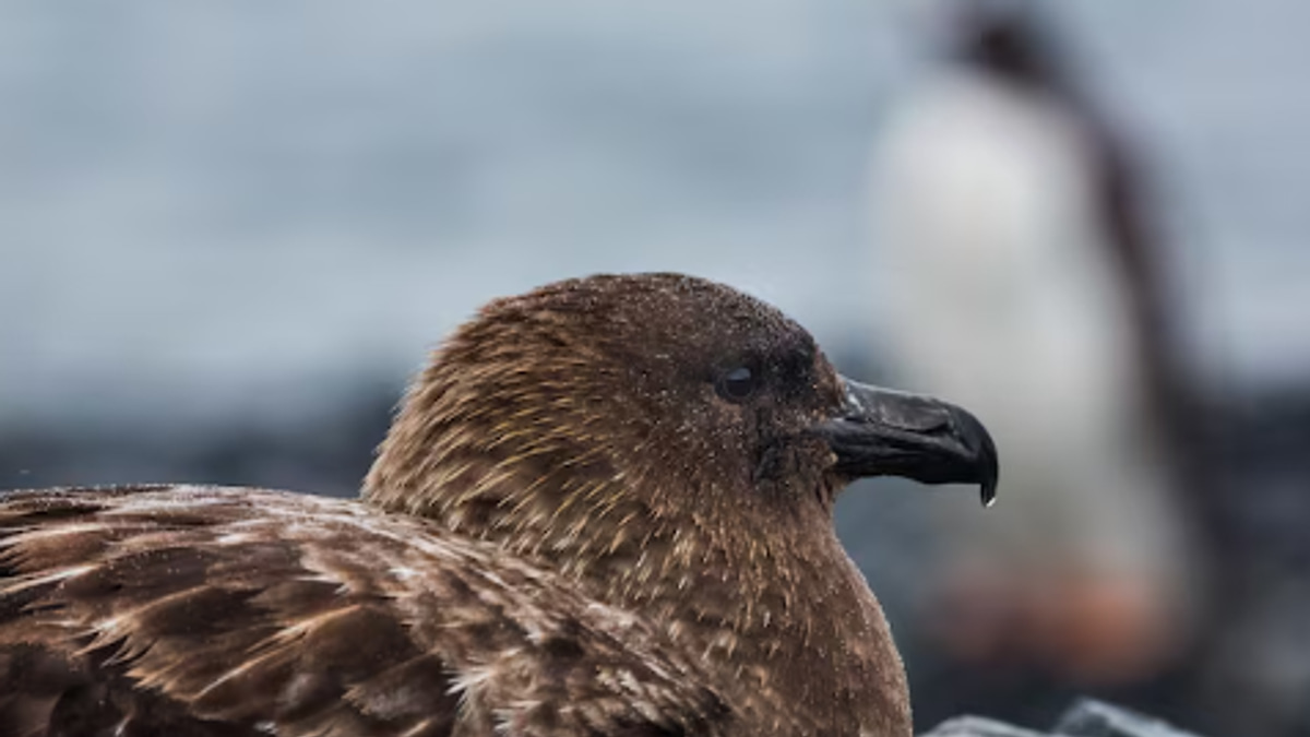 New Zealand confirms first H5N1 case as authorities race to protect endangered birds