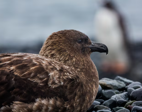 New Zealand confirms first H5N1 case as authorities race to protect endangered birds