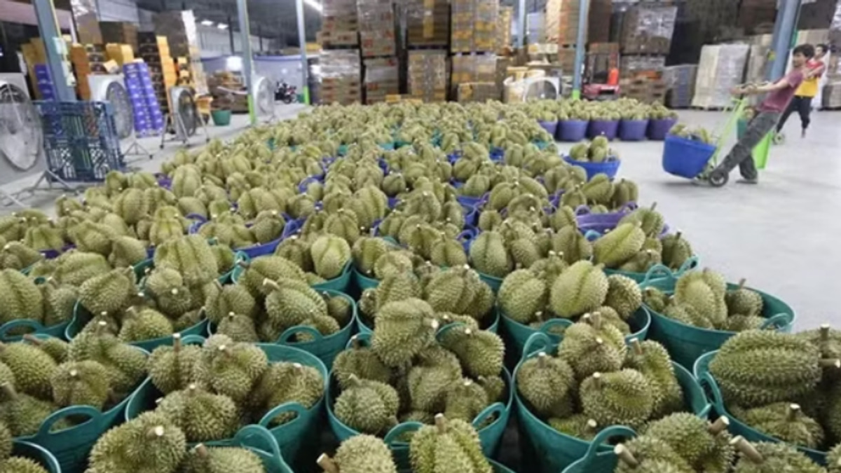 Vietnam's Durian Export Scandal Deepens as Deputy Agriculture Minister Detained