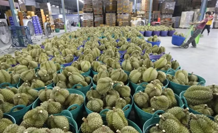 Vietnam's Durian Export Scandal Deepens as Deputy Agriculture Minister Detained