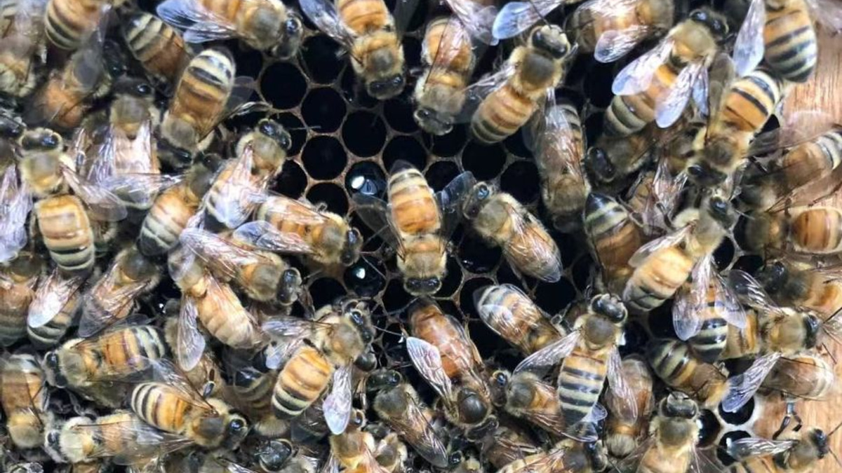 Beyond Royal Jelly: How Honeybee 'Palaces' Create Queens