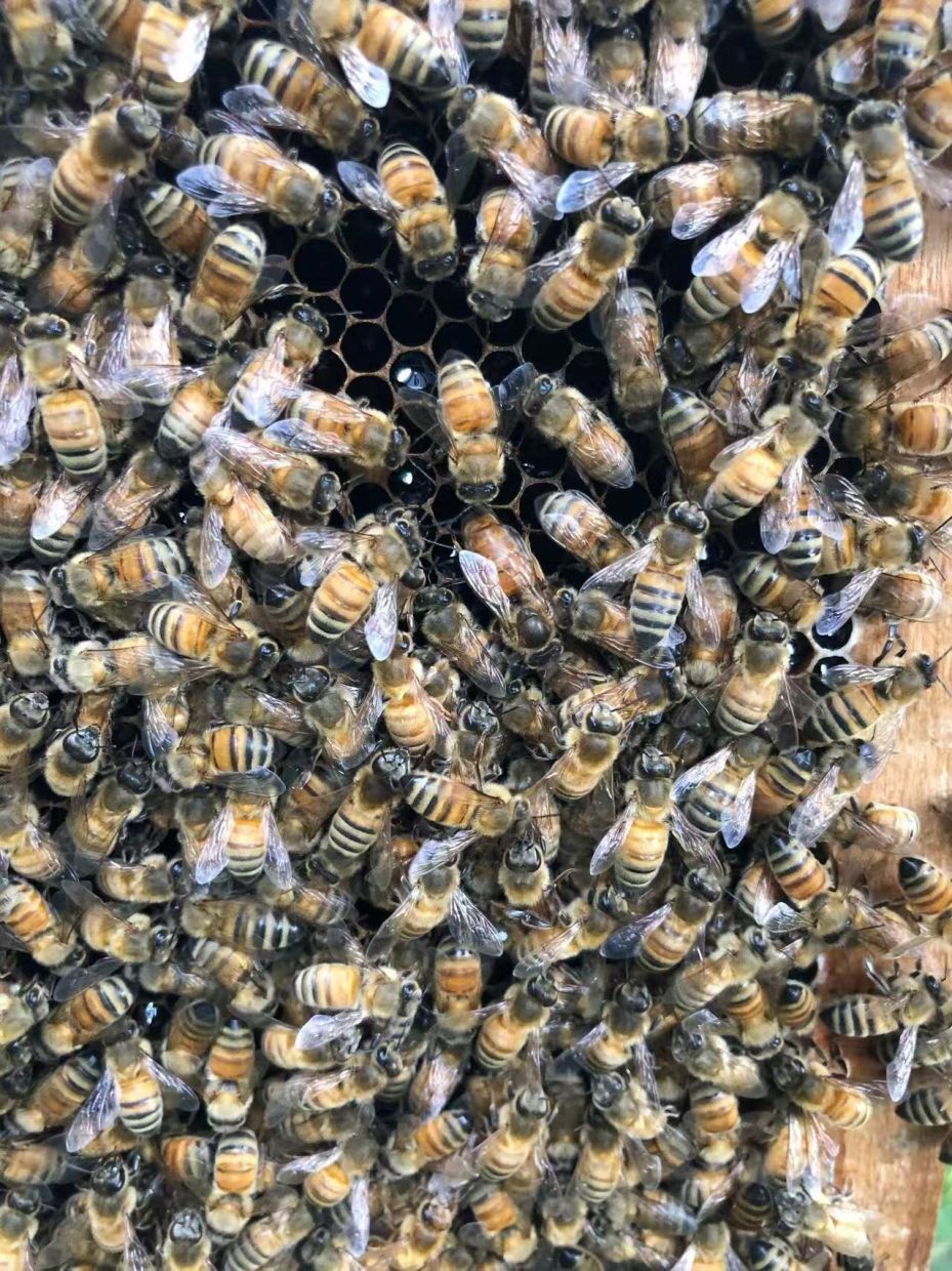 Beyond Royal Jelly: How Honeybee 'Palaces' Create Queens