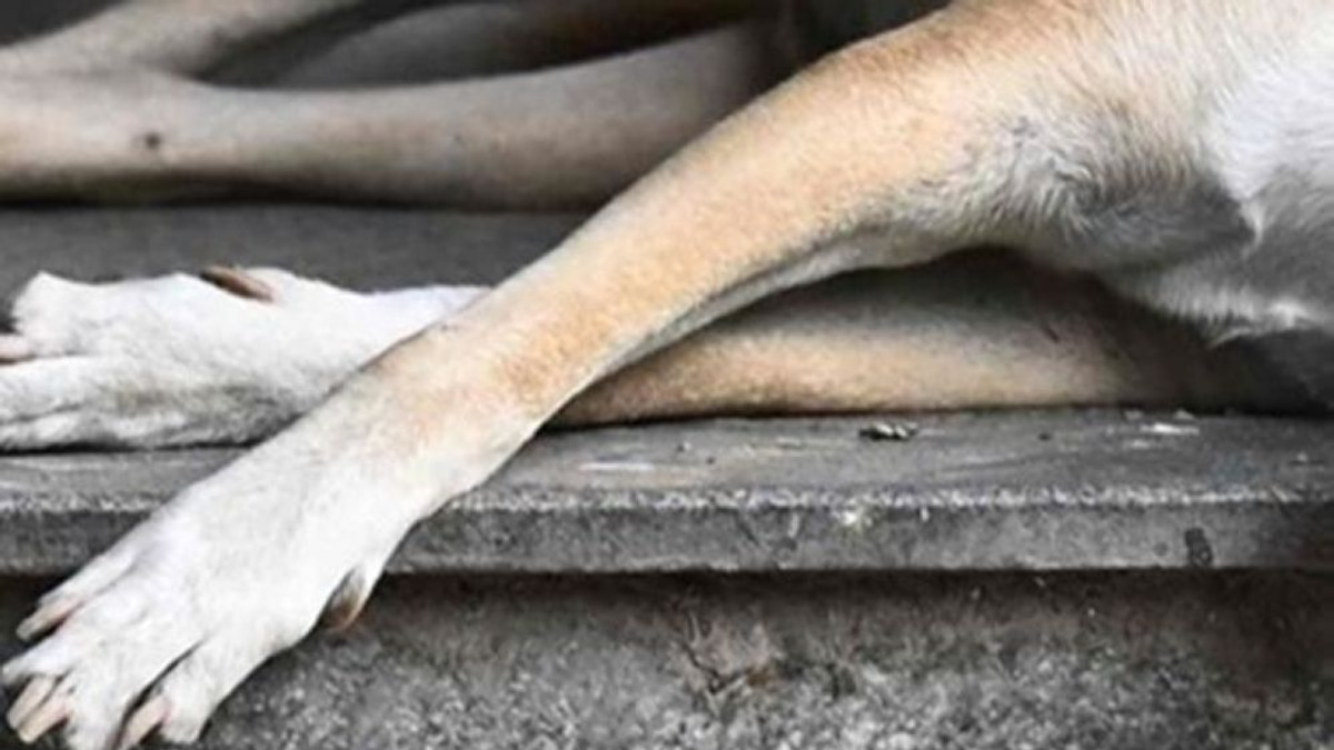 Two Klang Council Officers Questioned Over Death of Stray Dog During Capture Operation