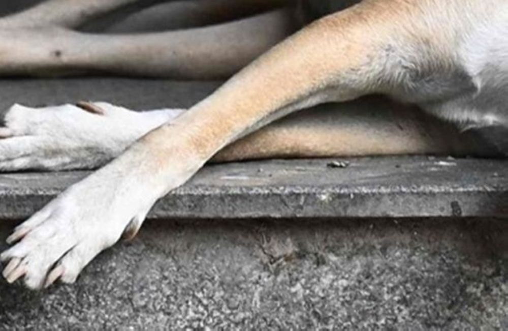 Two Klang Council Officers Questioned Over Death of Stray Dog During Capture Operation