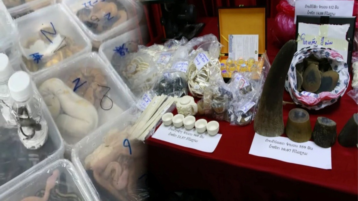 Laos Dismantles Major Wildlife Smuggling Network, Rescues Nearly 300 Animals