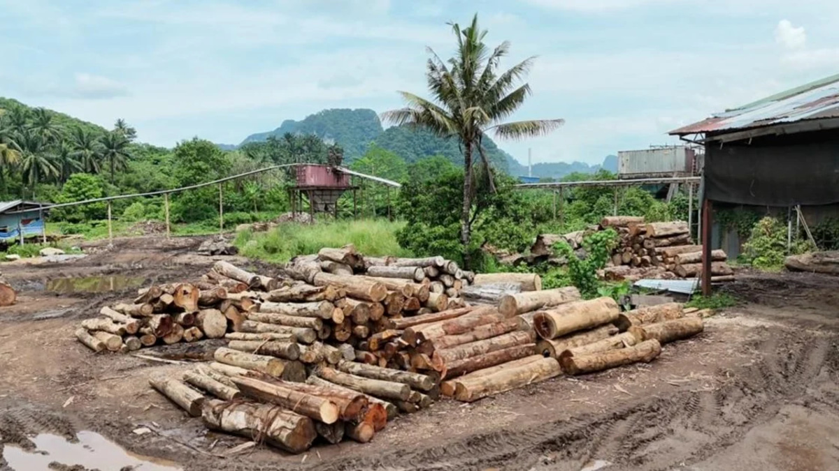 Enforcement team detains 11 and seizes RM2.43 million in timber during Kelantan and Terengganu raids